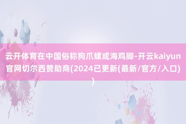 云开体育在中国俗称狗爪螺或海鸡脚-开云kaiyun官网切尔西赞助商(2024已更新(最新/官方/入口)